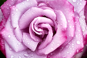 macro photograph of red rose after a scarce rain in Southern California