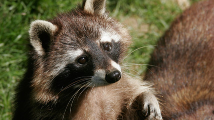 Raccoon