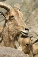 Capricorn