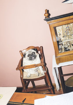 Pug sitting