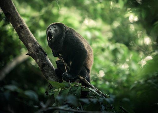Howler Monkey