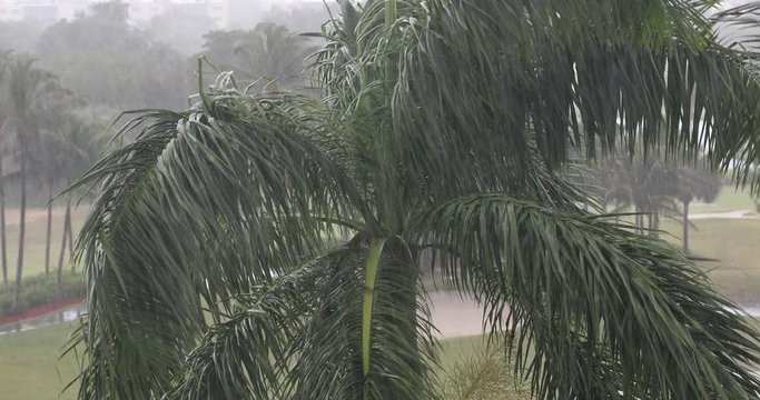 Palm tree sway in a tropical hurricane rain storm