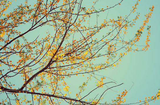 Yellow blooms on tree