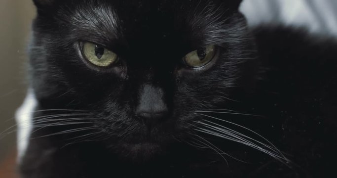 Black cat looking at camera. Film style.