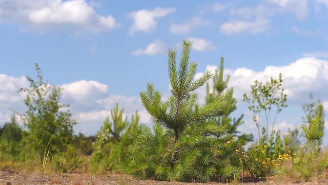 Young Coniferous Tree A small pine tree sprouted in the sands, in a desert area