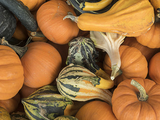 Squash varieties