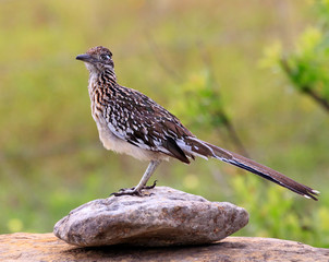 Roadrunner