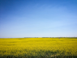 canola field