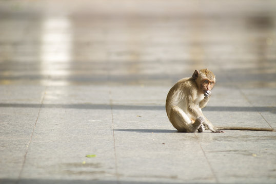A lonely monkey sitting on the ground