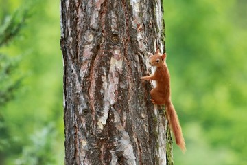 Orange squirell climbing on the tree trunk