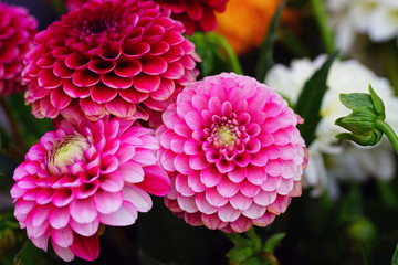 Pink flowers of pompom dahlia