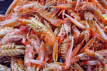 Fresh live langostino at a seafood market in Brittany, France