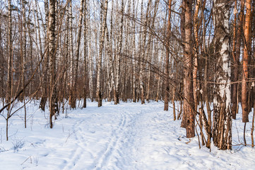 Trail and ski track in the winter snowy forest