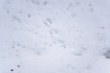The squirrel pawprint in the snow in the winter