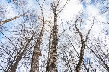 Obraz premium Crown of birch trees without leaves on blue sky background in winter