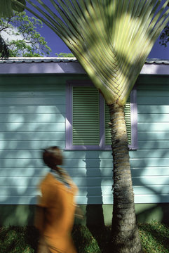 Palm frond in front of shutters on a wooden house, Barbados, West Indies, Caribbean, Central America