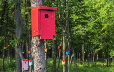 birdhouse forrest  with many brightly colored birdhouses  built to attract tree swallows  in order to control mosquitoes
