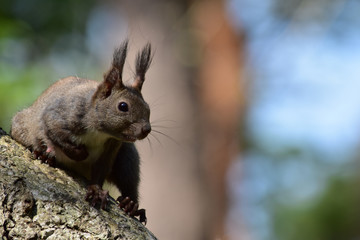 子育て中の母リスのアップ