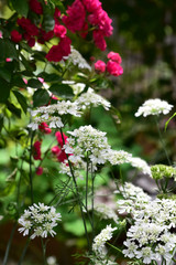 オルレアとバラの競演