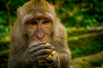 Close up of a long-tailed macaques Macaca fascicularis in The Ubud Monkey Forest Temple eating a cob corn using his hands, on Bali Indonesia
