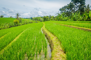 Green rice field, rice in water on rice terraces, Ubud, Bali