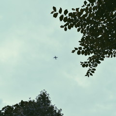 Airplane on sky between leafy trees 