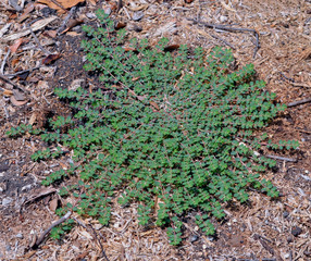 Prostate Spurge (euphorbia supina) plant