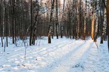 Winter forest at sunset. Trails. Shadow. Landscape