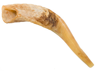 Ram Horn Shofar
