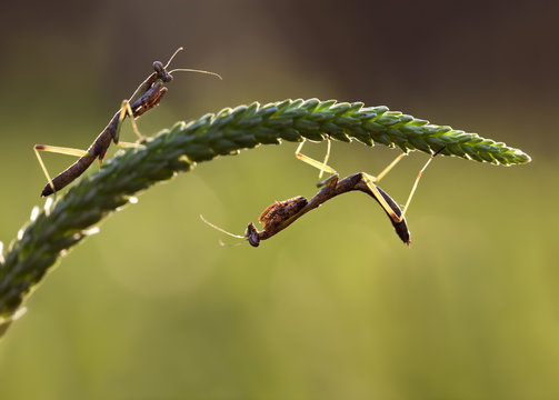 Pair of Praying Mantis Insects