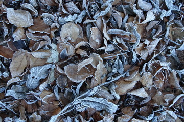 Blätter mit Raureif am Waldboden