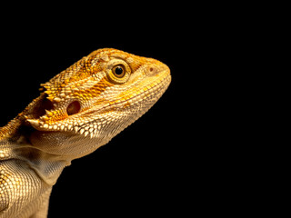 Dragon with an Attitude