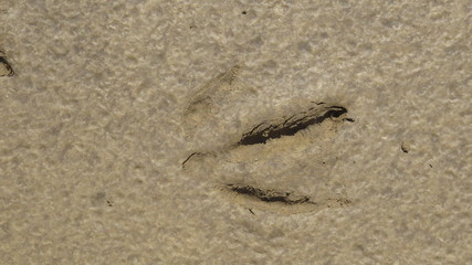 Footprint