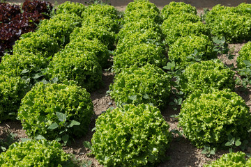 Vegetable organic agriculture Letuce in beatiful farm.