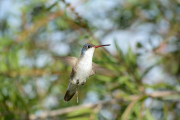 El colibrí está orinando. © jesuschurion57