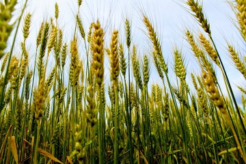 A group of wheat ears against the blue sky.