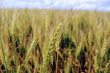 A group of wheat ears against the blue sky.