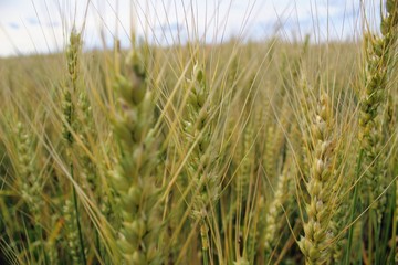 A group of wheat ears against the blue sky.