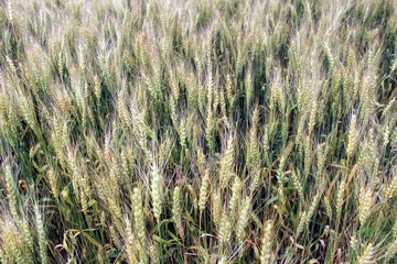 A group of wheat ears against the blue sky.