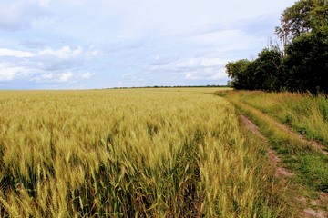 Boundless wheat field against the blue sky and beautiful cumulus clouds.