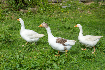 Gosling goose brown and wahite on a green grass