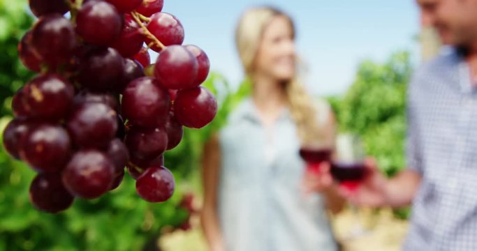 Couple toasting glasses of wine in vineyard
