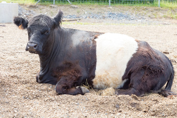Fototapeta premium Black and white cow or bull laid down on brown sand