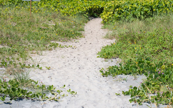 dune grasses and vegetation on a Florida beach
