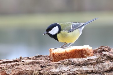 La mésange charbonnière