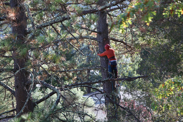 Tree trimmer high up in a tree cutting branches