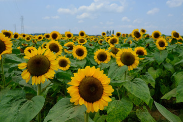 Obraz premium ひまわり