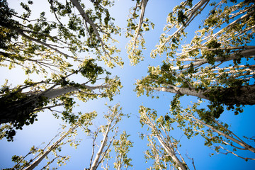Vertical trees with blue sky