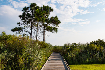 Pathway leading to observation point through marshland at the historic Bodie Island lighthouse on...