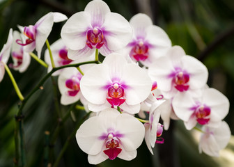 Purple and White Orchid Group